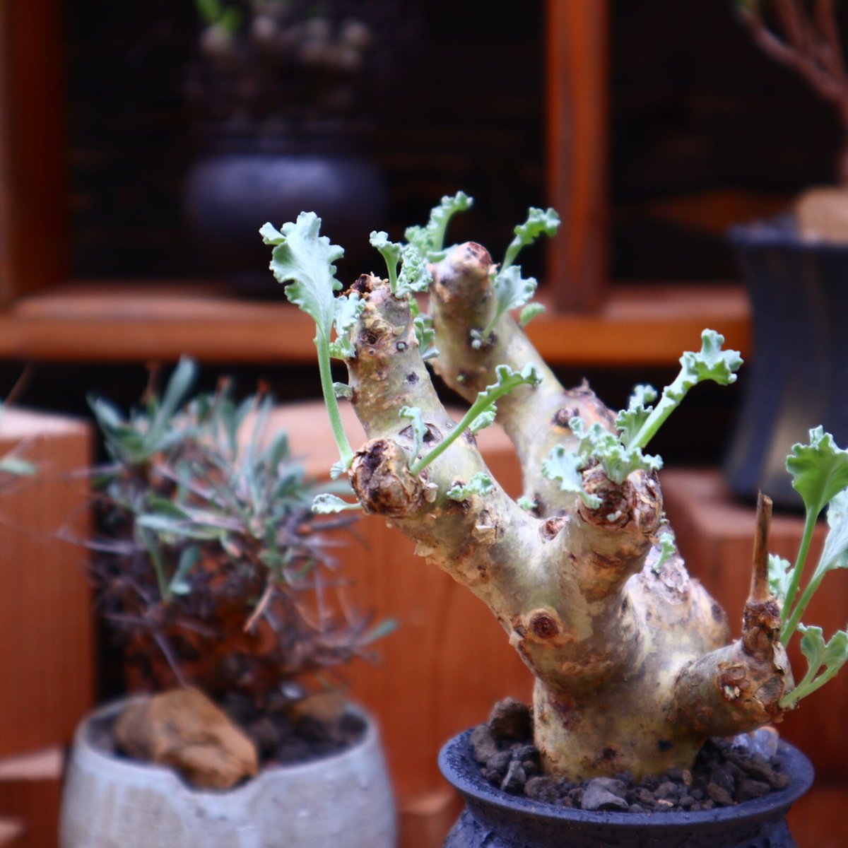 ペラルゴニム クリンガルドテンセ／Pelargonium Klinghardtense no