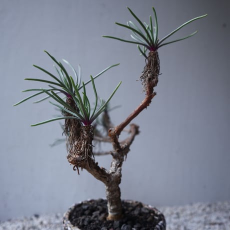 セネキオ  バル ベルトニクス   Senecio barbertonicus   no.122207