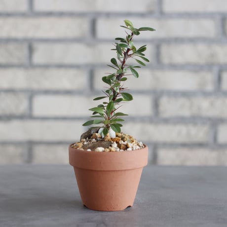 Fouquieria fasciculata × YAMABACHI (3号) / twurue  no.621/37