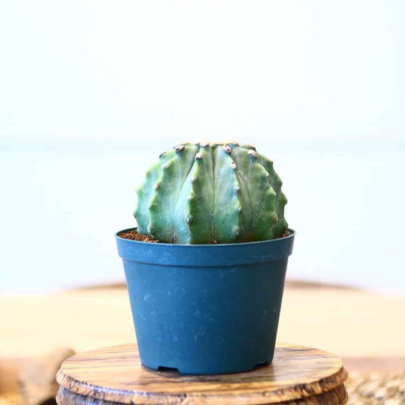 フェロカクタス 刺無王冠竜 / Ferocactus glaucescens f. nuda 