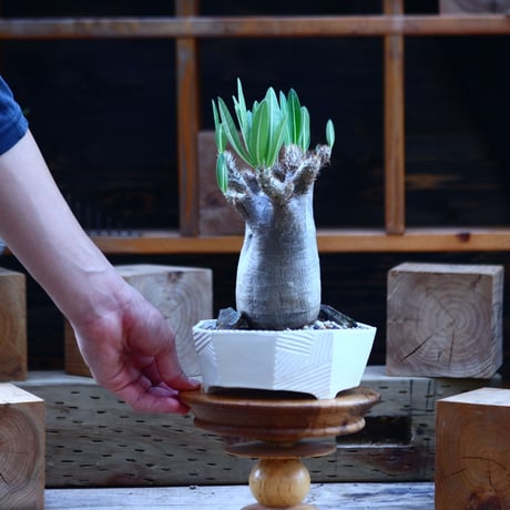 パキポディウム  イノピナツム／Pachypodium Inopinatum   no.82917