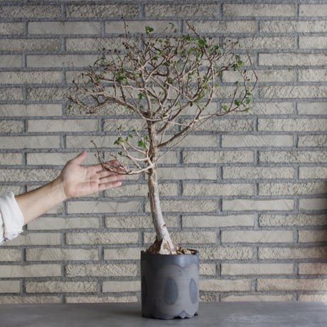 Bursera fagaroides × N/OH (5号)  no.510/1