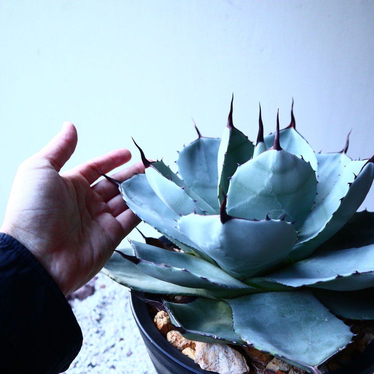 アガベ パリートランカータ Agave parryi var. truncata no.