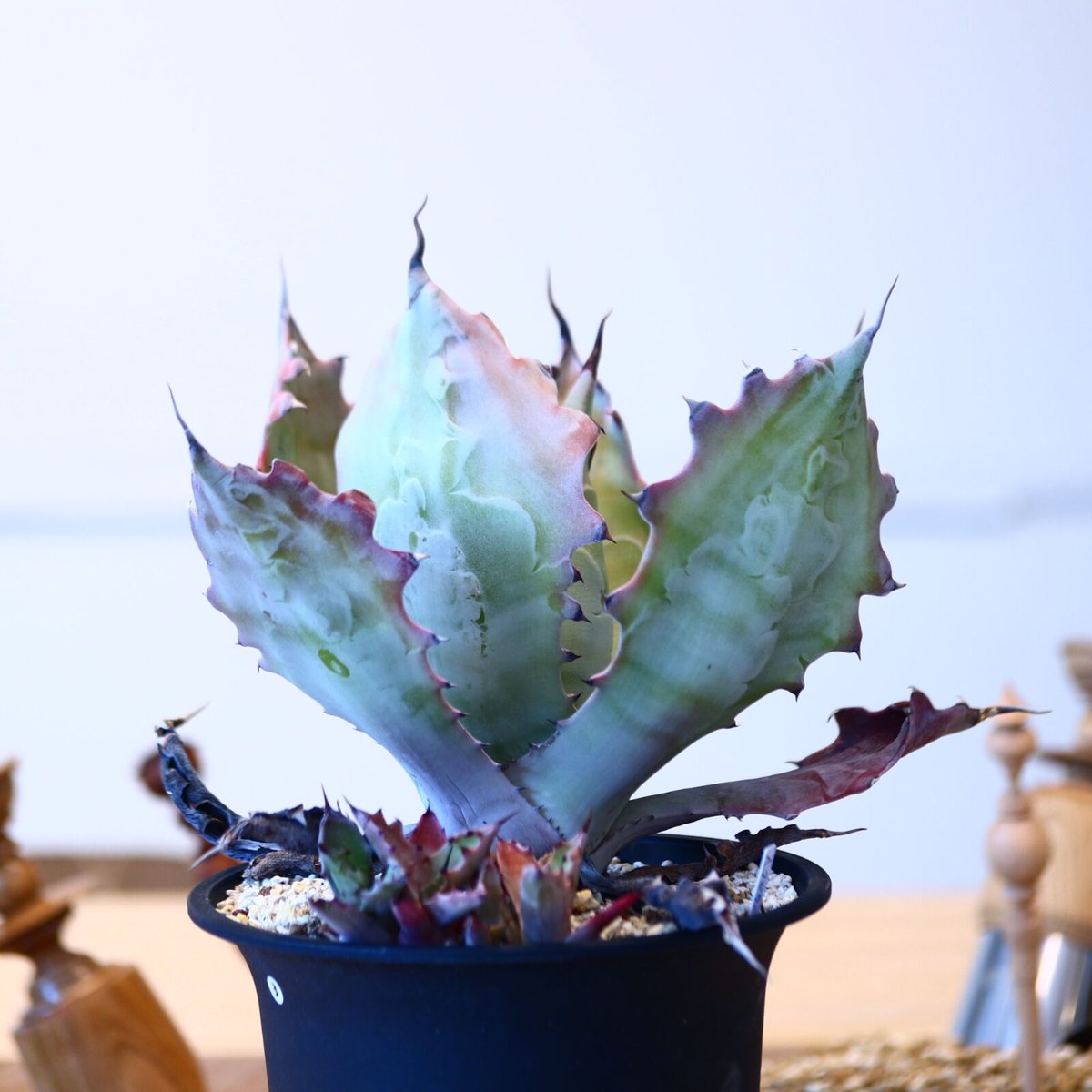 アガベ コロラータ(子株つき) / Agave colorata no.51403 | アガベ コロラータ(子株つき) / Agave colorata no.51403 |