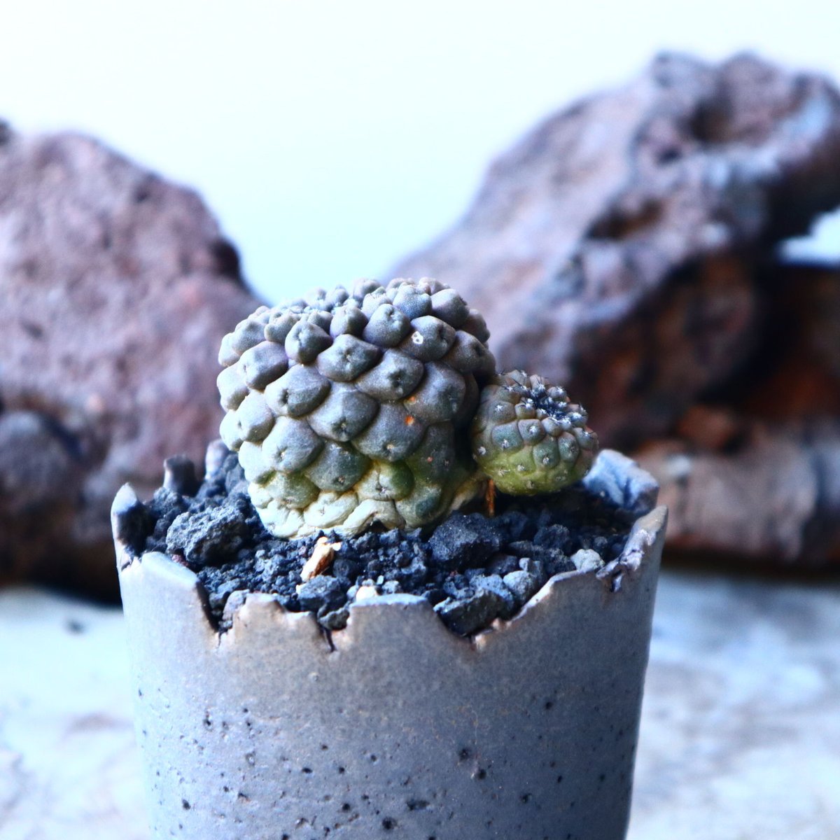 アガベ ハイブリッドボビコルヌータ × ピグマエア 'Illusion' 斑入り