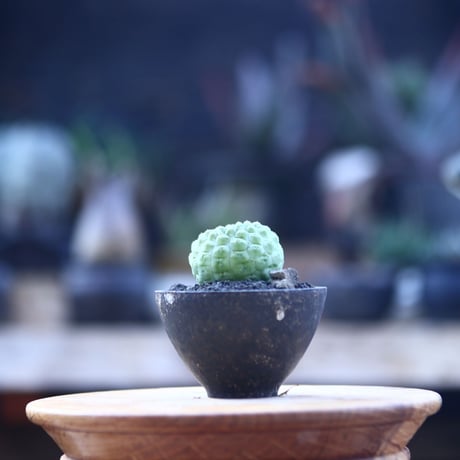 ラリレアキア カクティフォルメ 仏頭玉   Larryleachia cactiformis   no.21437