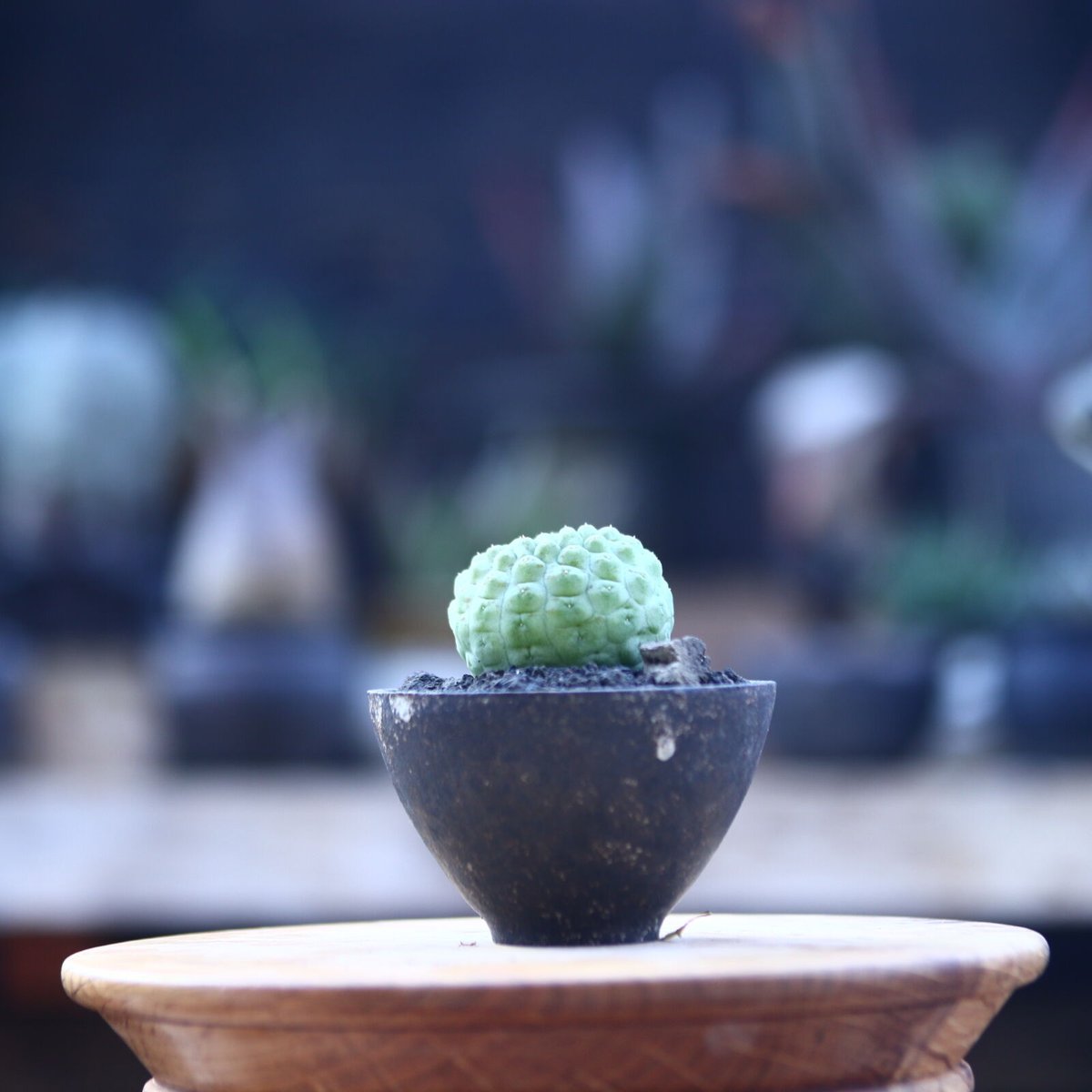 仏頭玉【超特大株】ラリレアキア カクティフォルメ 仏頭玉【超特大株】ラリレアキア カクティフォルメ