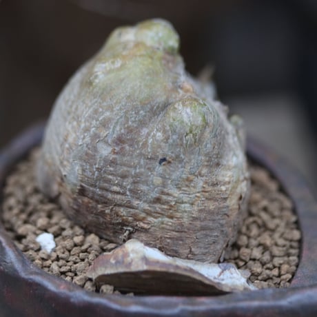 プテロカクタス ツベローサス  黒竜／Pterocactus tuberosus 　no.12203