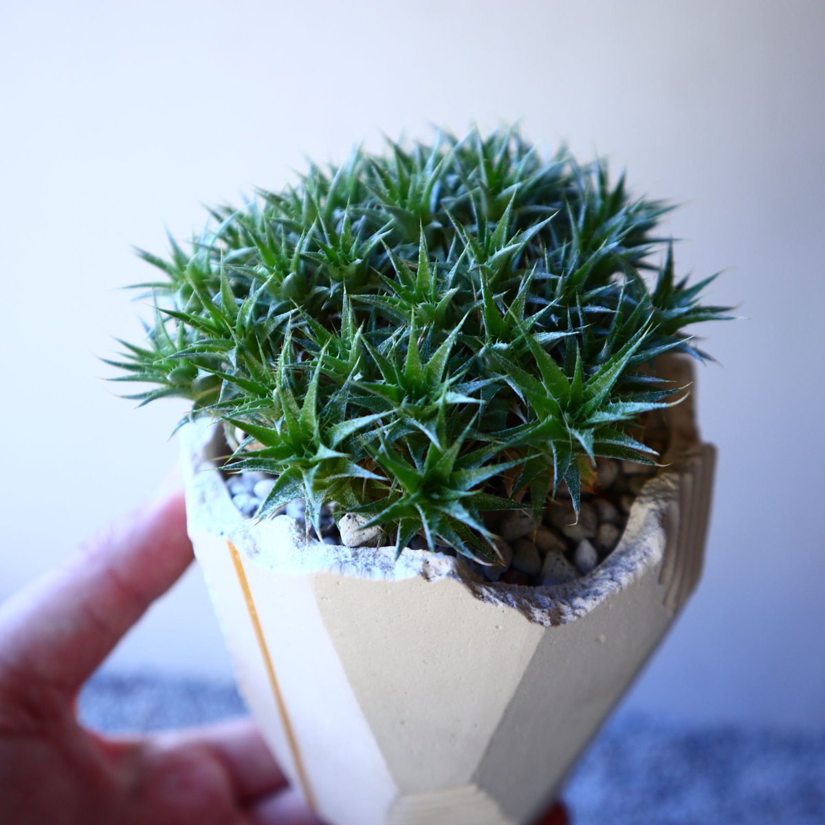 原種 デウテロコニア Deuterocohnia sp from JM デウテロコニア sp. ／Deuterocohnia sp. no.50234 | 芽の巣山