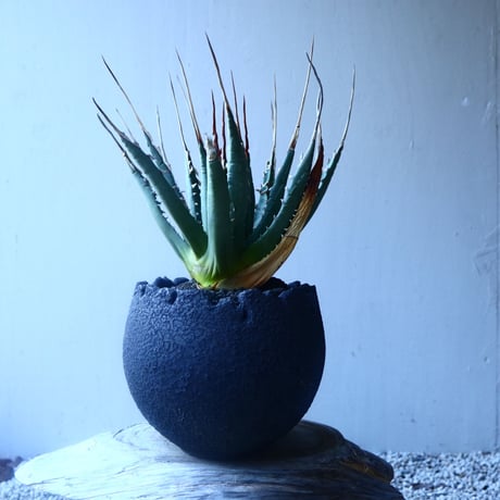 アガベ  ユタエンシス    エボリスピナ  Agave uthaensis var. eborispina   no.20201