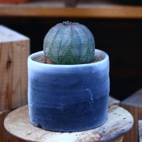ユーフォルビア  オベサ／Euphorbia obesa    no.13018