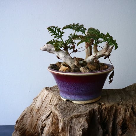 ペラルゴニウム   カルノーサム   Pelargonium carnosum  No.010
