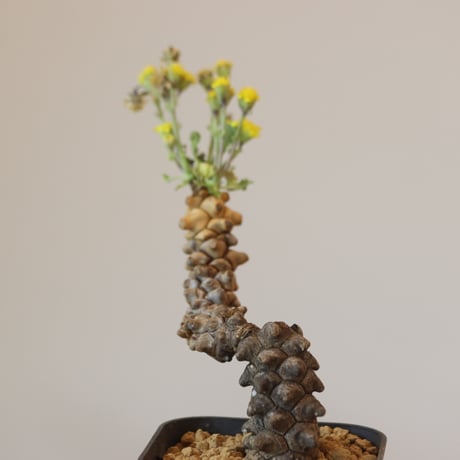 Othonna herrei    no.921-18