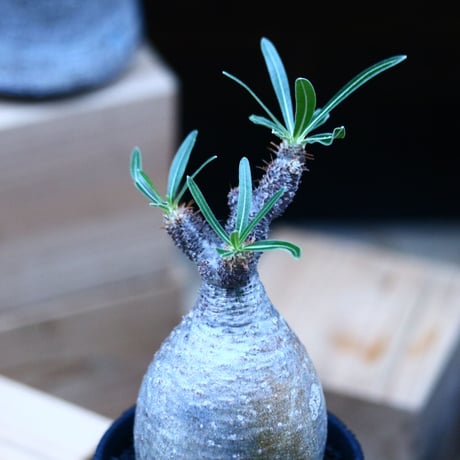 パキポディウム  グラキリス／Pachypodium  gracilius     no.100324