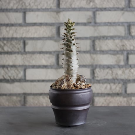 Pachypodium baronii × HUM(3号)  no.628/71