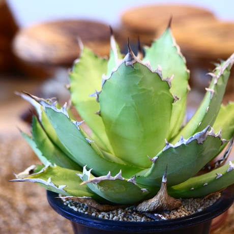 Agave titanota Sierra Mixteca　no.31054