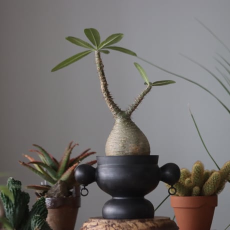 Pachypodium gracilius × Tomoya Sakai_Creator   no.51952