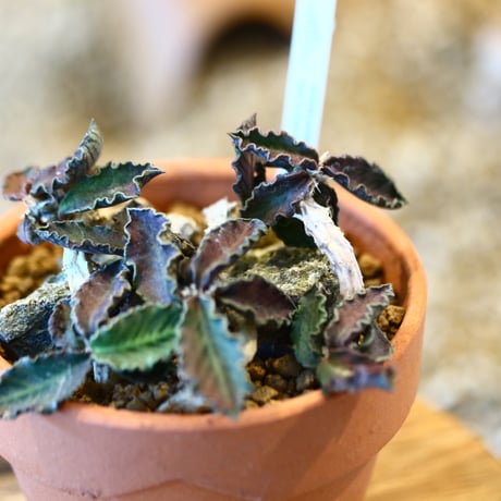 Euphorbia decaryi × YAMABACHI  no.123135