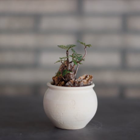 【新品未使用】作家鉢 手作り 植物 観葉 塊根 芽の巣山 カタチ製作所 素里 芽の巣山