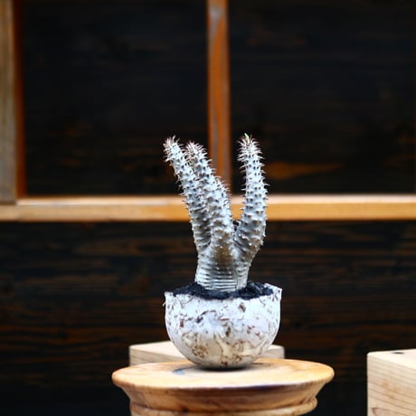 パキポディウム  マカイエンセ／Pachypodium Makayense       no.91955
