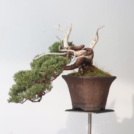真柏 / YOSHIZAWA3-SHOHINBONSAI   no.223-51