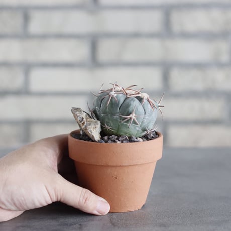 Echinocactus horizonthalonius (花王丸) × YAMABACHI (3号) no.621/49