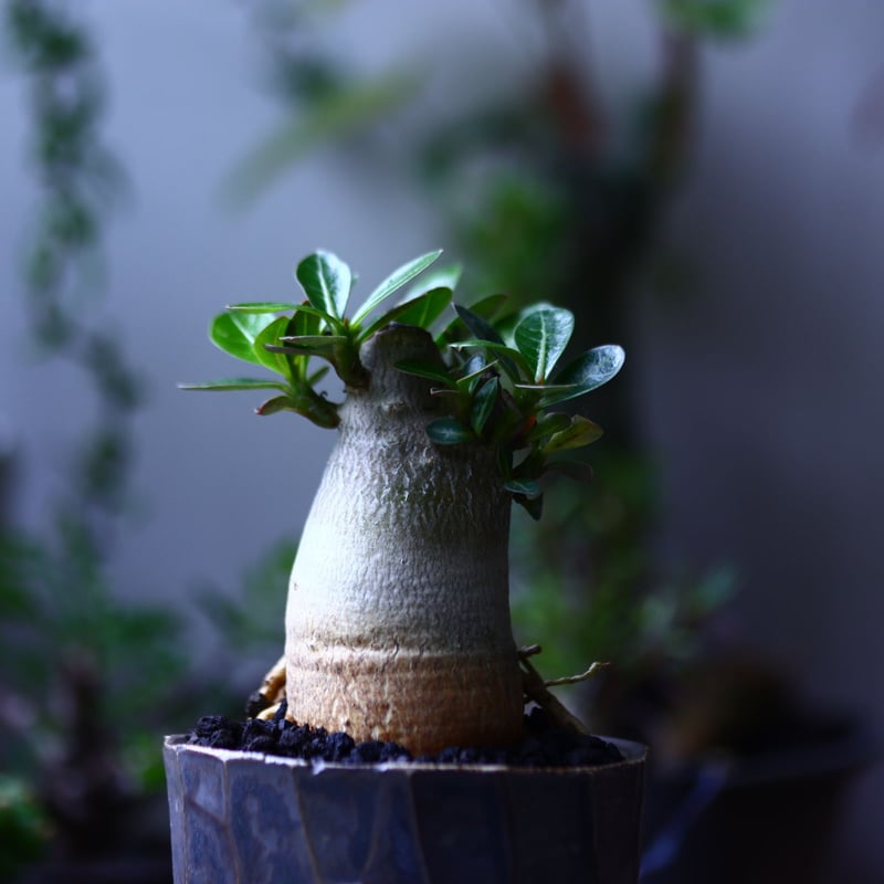 アデニウム アラビカム Adenium arabicum no.71939 | 芽の巣山