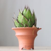 Agave horrida × N/OH (5号鉢)  no.420-55