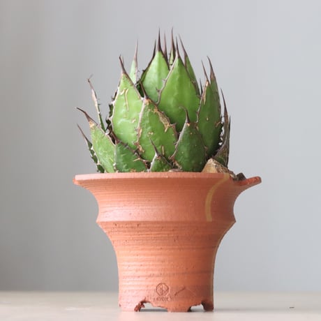 Agave horrida × N/OH (5号鉢)  no.420-55
