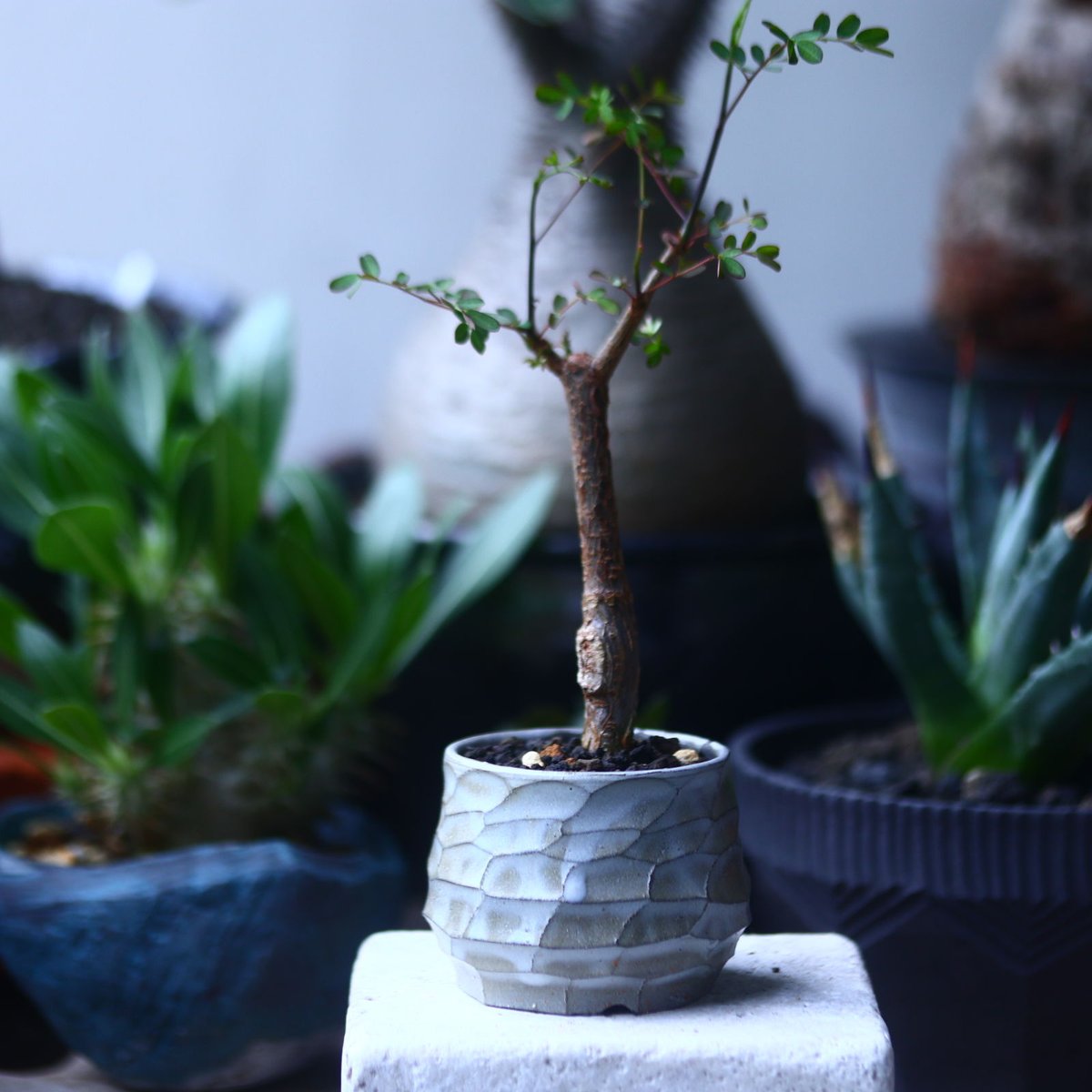 デロニクス デカリー Delonix Decaryi no.61434 | 芽の巣山