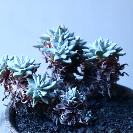 ダドレア グリーニー Dudleya greenei  no.21649