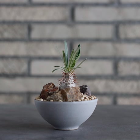 Pachypodium gracilius × Kazuhiro Arima / humanity pot (3号)  no.817-52