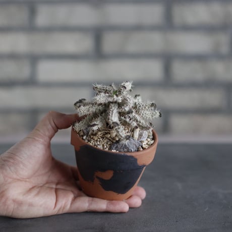 Euphorbia tulearensis × N/OH(3号)  no.510/38