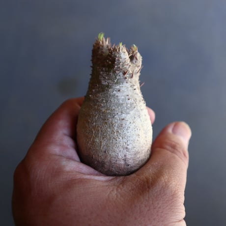 パキポディウム グラキリス 抜苗  Pachypodium rosulatum var. gracilius no.100608