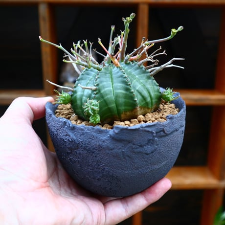 ユーフォルビア  バリダ♂／Euphorbia valida    no.60553
