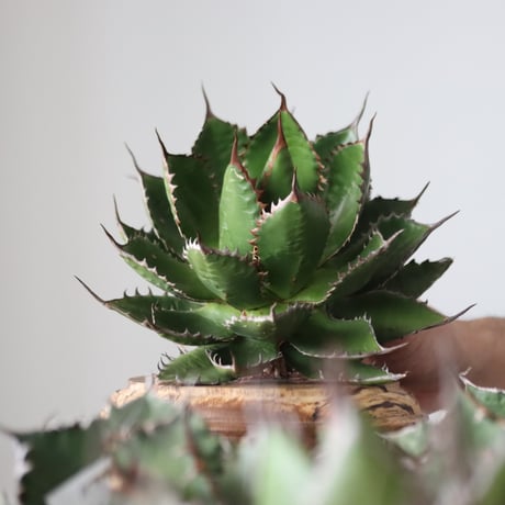 Agave horrida / Style of Chika　no.42161