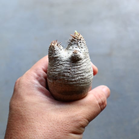 パキポディウム グラキリス 抜苗  Pachypodium rosulatum var. gracilius no.92903
