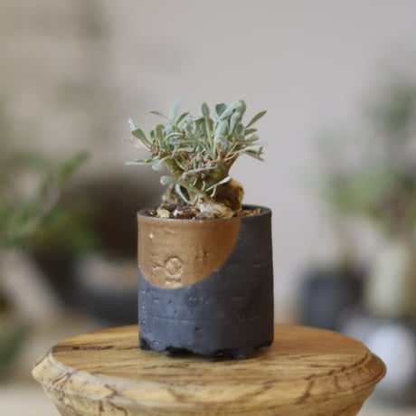 オトンナユーフォルビオイデス | STORES