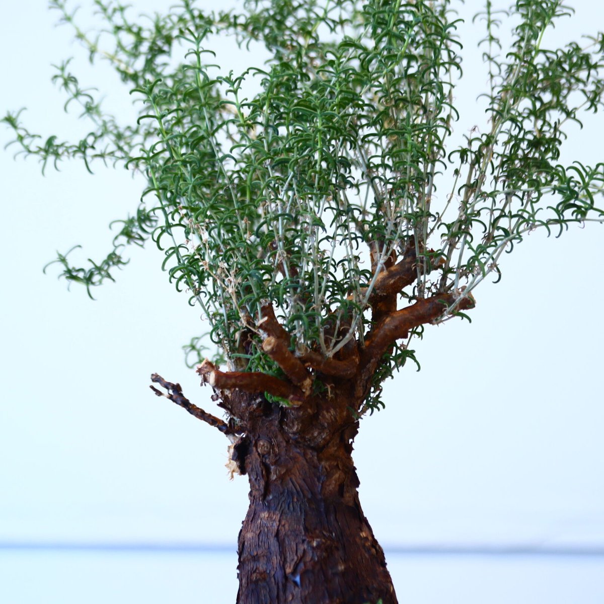 メストクレマ アルボリフォルメ / Mestoklema arboriforme no.80