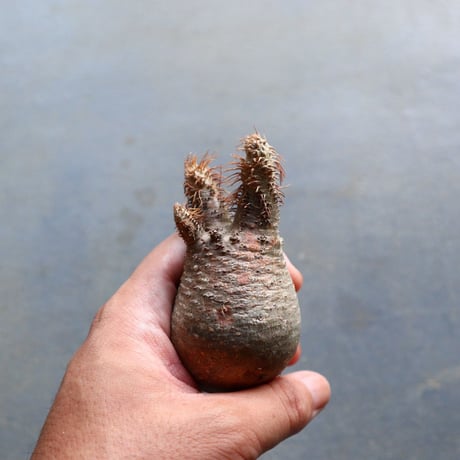 パキポディウム グラキリス 抜苗  Pachypodium rosulatum var. gracilius no.92910
