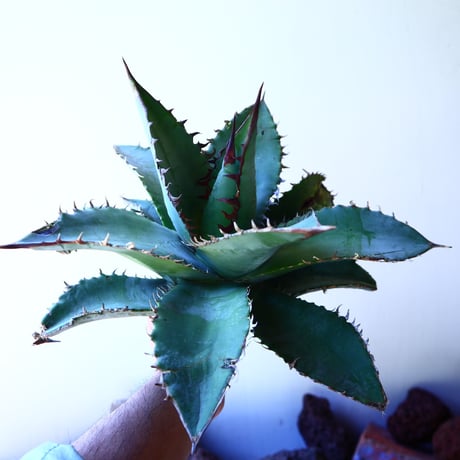 アガベ チタノタ  セレクト ブルー クローン　Agave Titanota Select Blue clone    no.41218