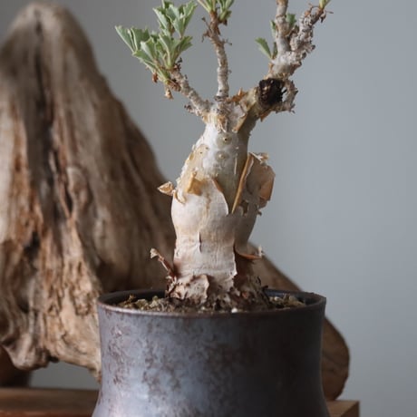 Cyphostemma betiforme × Masato Akutsu / humanity pot   no.63051