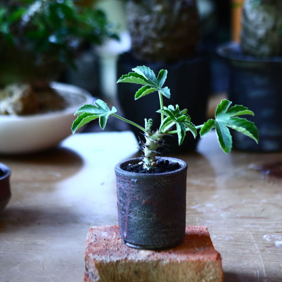 ヤトロファ フィッシスピナ Jatropha fissispina no.81646