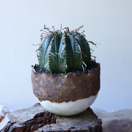 ユーフォルビア  バリダ    Euphorbia valida   no.51929