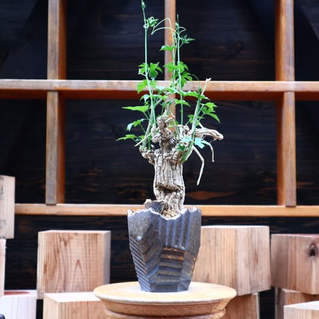 コラロカルプス    グロメルリフロルス ／ Corallocarpus glomeruliflorus    no.61932