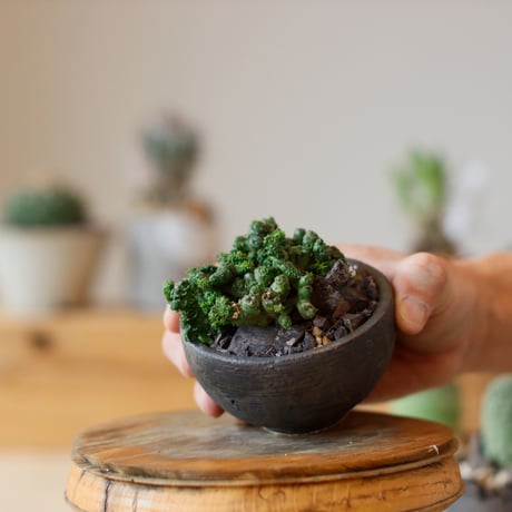 Euphorbia horrida / 刺なしホリダ綴化 × takero pot (3号)  no.111/24