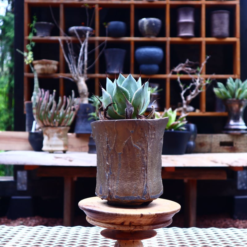 アガベ　魔丸　鳳凰　パープソラム3つ アガベ 