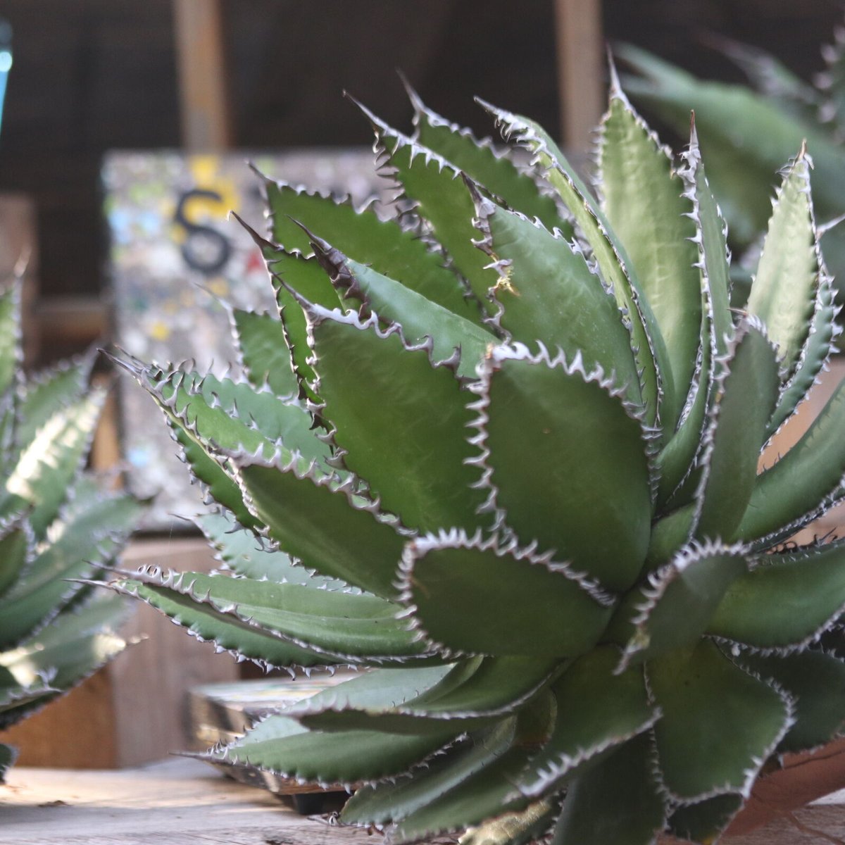 アガベ ホリダ／Agave horrida no.10365 | 芽の巣山