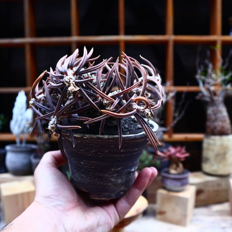 ユーフォルビア キリンドフォリア／Euphorbia cylindrifolia   no.51615
