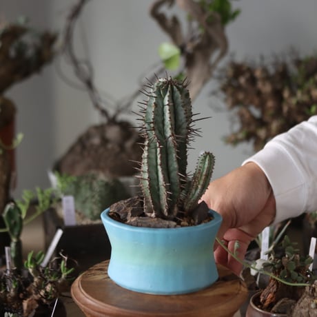 Euphorbia horrida × SahoYoshimoto / 六本芽  no.1201-29